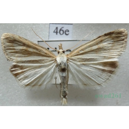 Udea lutealis (Hübner, 1809) Czech46e